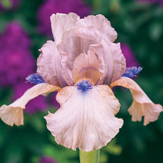 Concertina Reblooming Bearded Iris Seeds