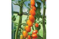 Santorange – Tomato Seed