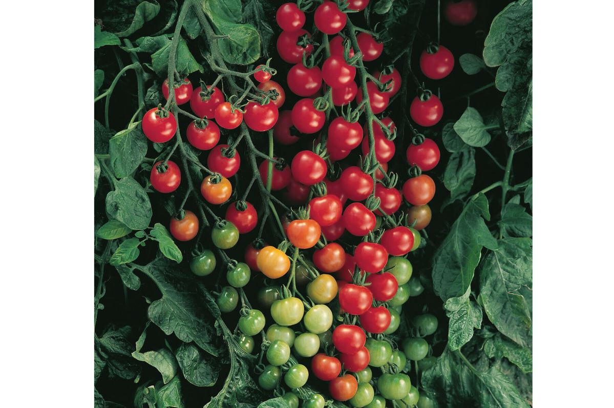 Supersweet 100 – Tomato Seed