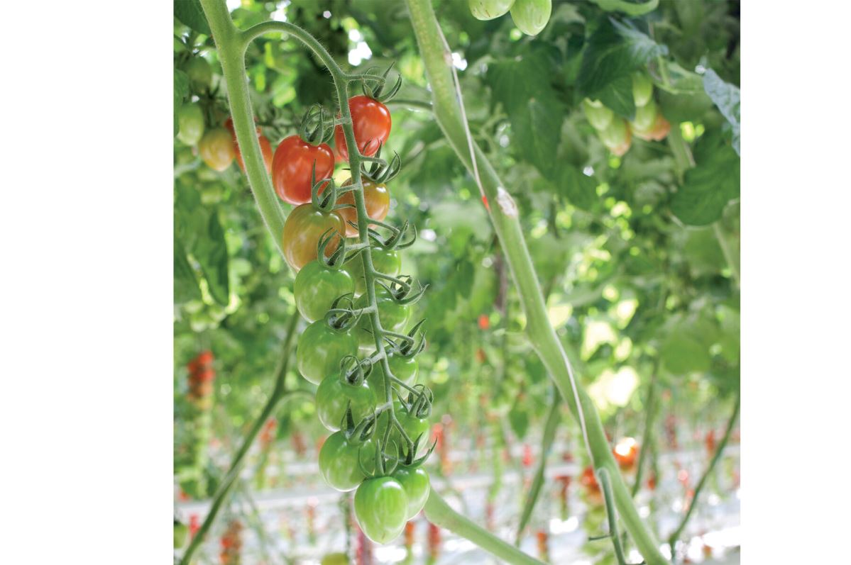 Pareso – Tomato Seed