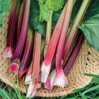 Rhubarb- Victoria