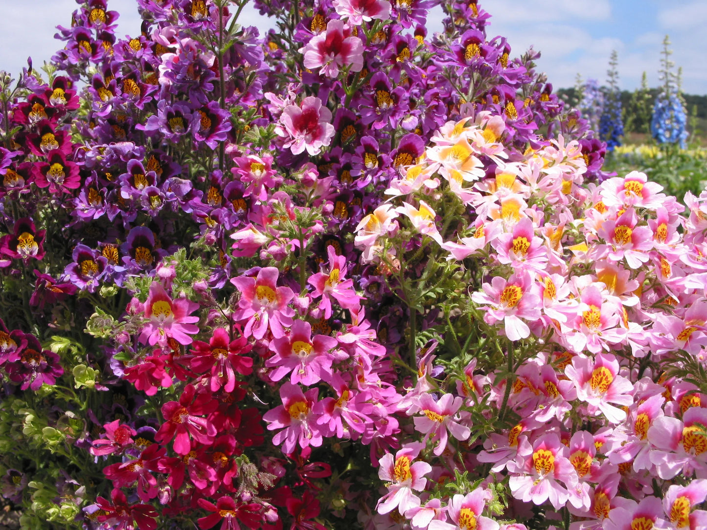 Schizanthus- Angel Wings Mixed