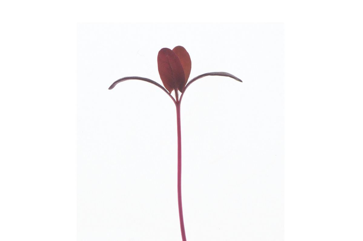 Orach, Ruby Red – Organic Microgreen Seed