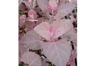 Scarlet Orach – Specialty Green Seed