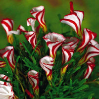 Oxalis Versicolor Candy Cane Sorrel Seeds for Home Garden Bloomi
