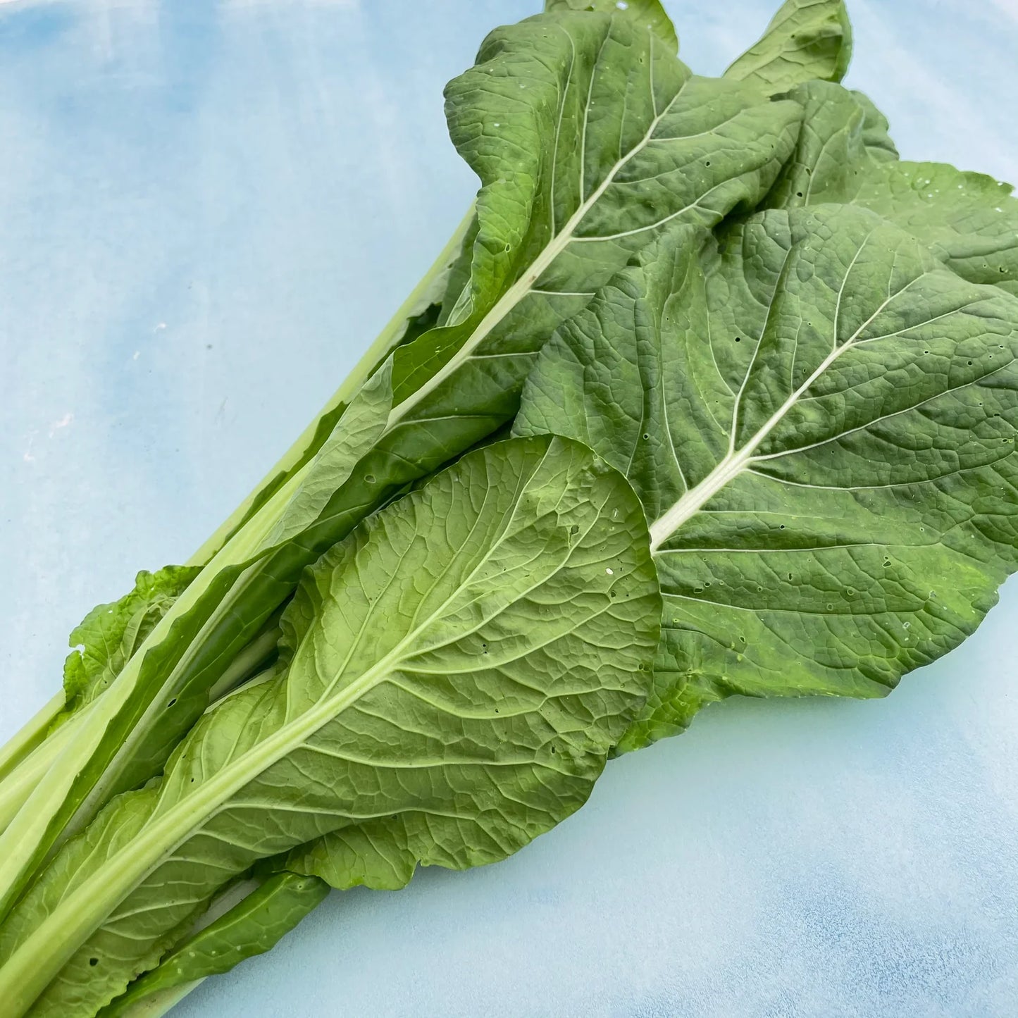 Green River – Komatsuna Seeds