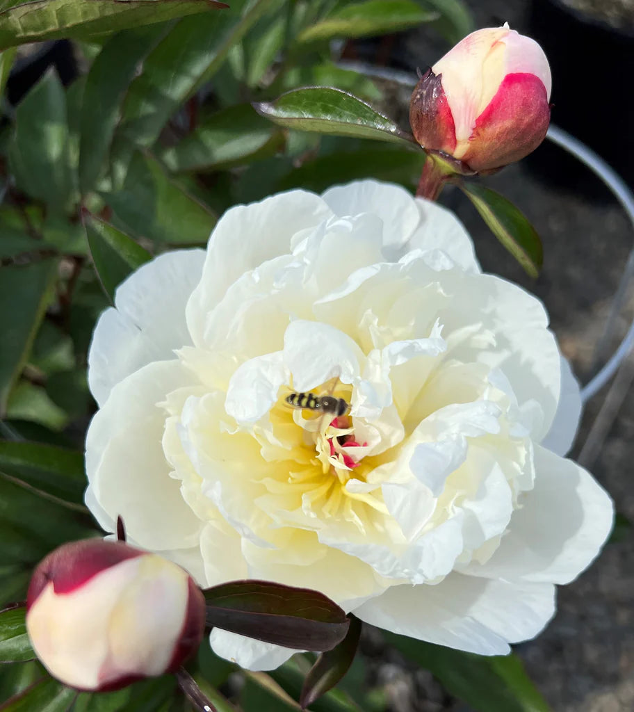 Immaculee Peony