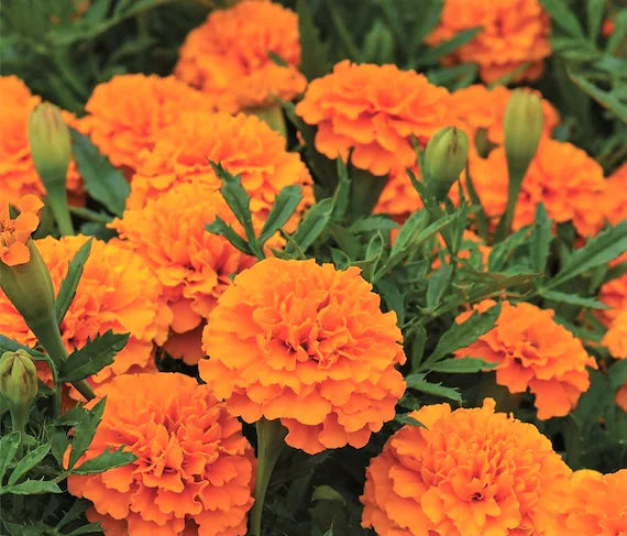 Marigold Orange Dwarf Double Flower Seeds