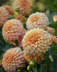 Dahlia- Bracken Palomino (Tuber)