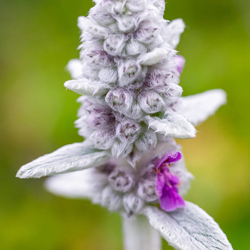 Lamb's Ear- Deep Rose