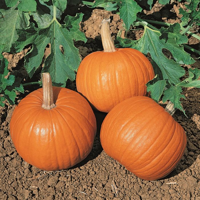 Rocket – Pumpkin Seed