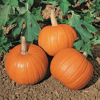 Rocket – Pumpkin Seed