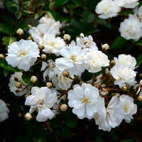 Gourmet Popcorn Rose