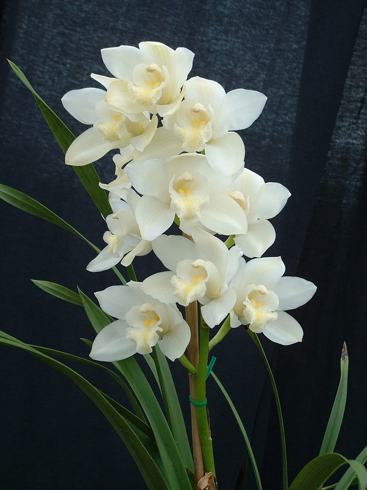 White Cymbidium Orchid Seeds - Heirloom Non-GMO Planting Flower Seeds