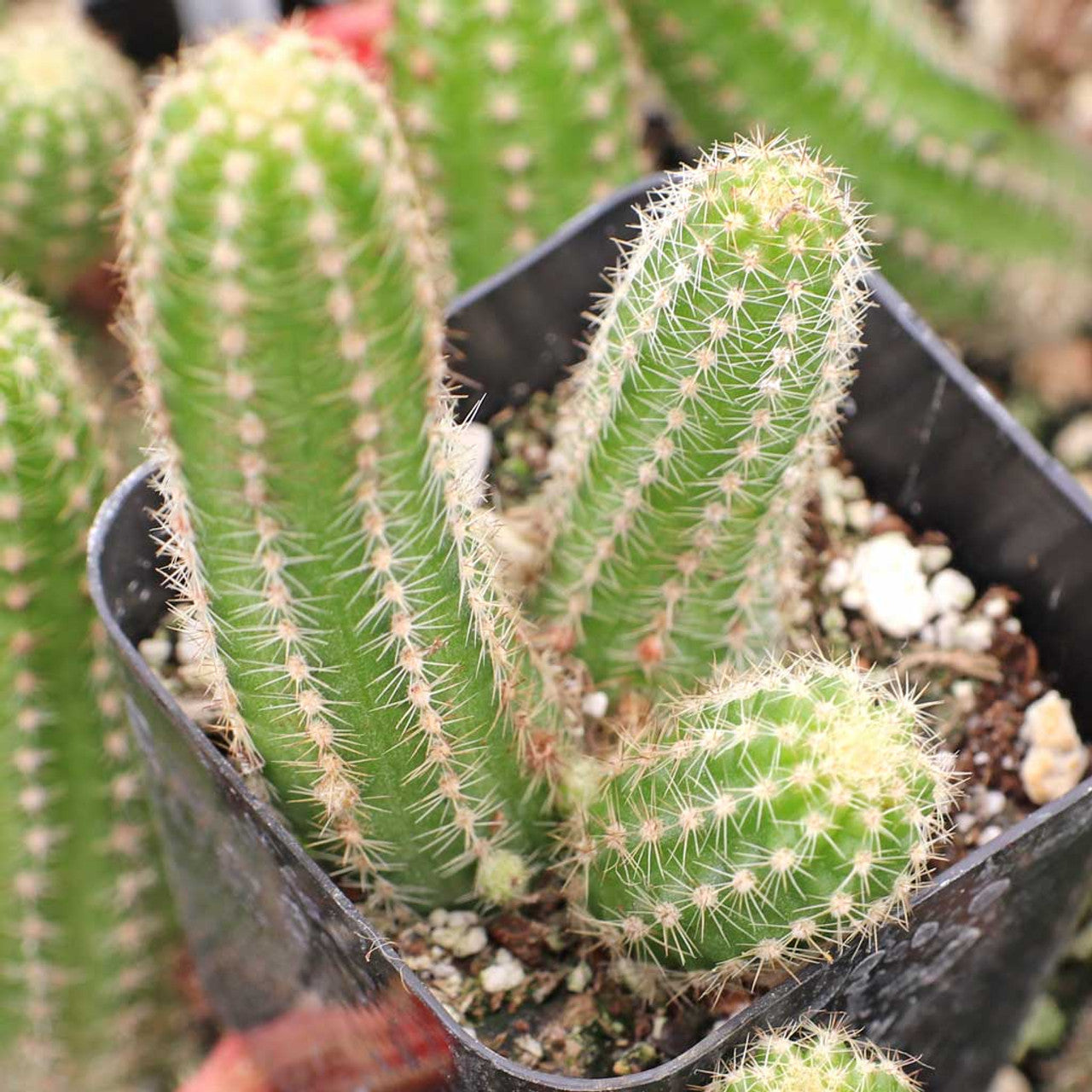 Heirloom Echinopsis Chamaecereus Plant Seeds, Non-GMO Cactus Blooms for Succulent Garden Planting