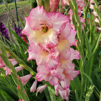 Gladiolus- Priscilla