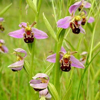 Heirloom Non-GMO Bee Ragwort Flower Seeds for Garden Planting – Pollinator-Friendly Wild Blooms