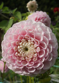 Dahlia- Vintage Wine (Tuber)