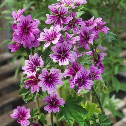 Organic Casa Malva Flower Seeds for Planting – Heirloom, Non-GMO