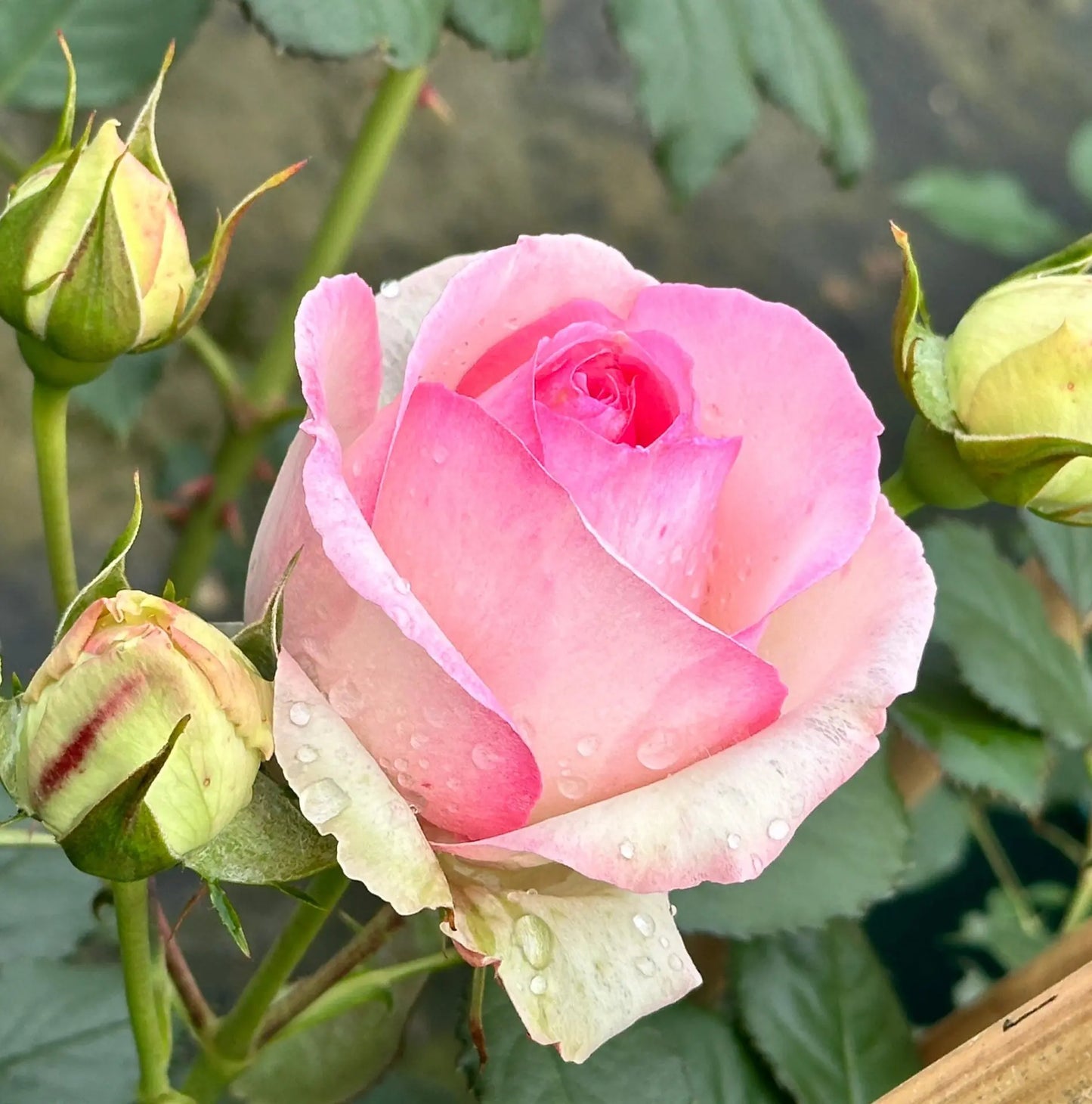 Rose- Pierre de Ronsard