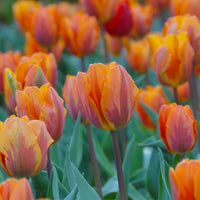 Princess Irene Tulip Seeds