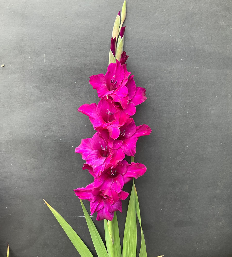 Gladiolus- Palermo