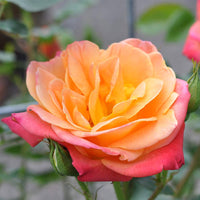 Joseph's Coat Climbing Rose