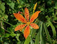 Blackberry Lily Flower Seeds – Heirloom Non-GMO Freckled Blooms for Unique Garden Planting