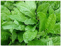 Sorrel – Green Seed