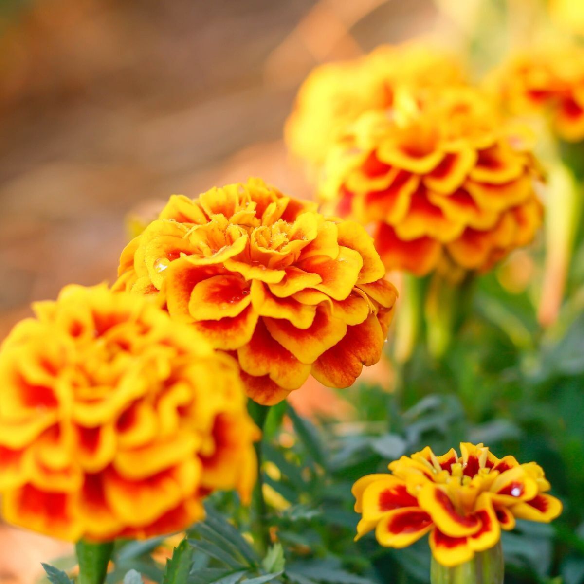 Marigold, French- Fiesta