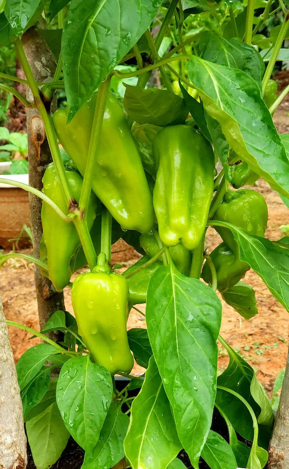 Nassau – Cubanelle Pepper Seed