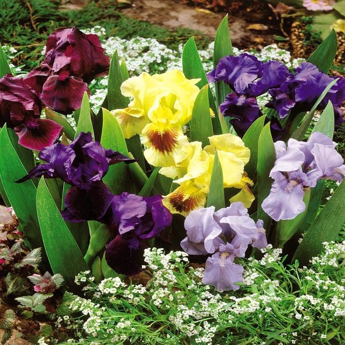 Dwarf Bearded Iris Mixture
