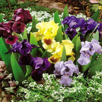 Dwarf Bearded Iris Mixture