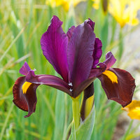Dutch Iris- Red Ember