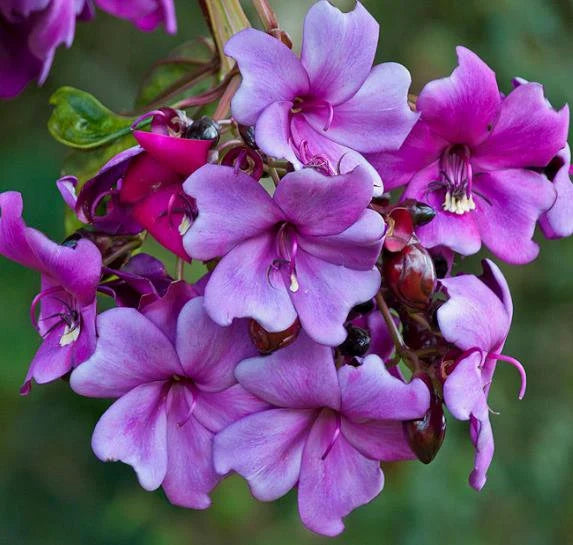 Meriania Nobilis Flower Seeds for Garden Planting – Heirloom, Non-GMO Exotic Blooms