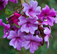 Meriania Nobilis Flower Seeds for Garden Planting – Heirloom, Non-GMO Exotic Blooms