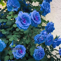 Light Blue Climbing Rose Seeds