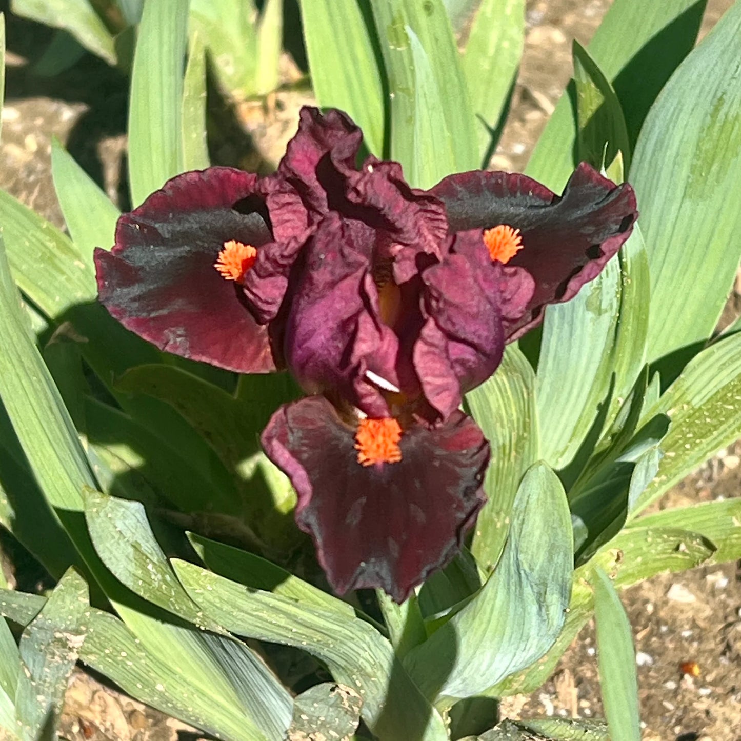 Outspoken Dwarf Bearded Iris