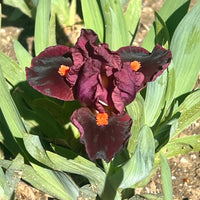 Outspoken Dwarf Bearded Iris