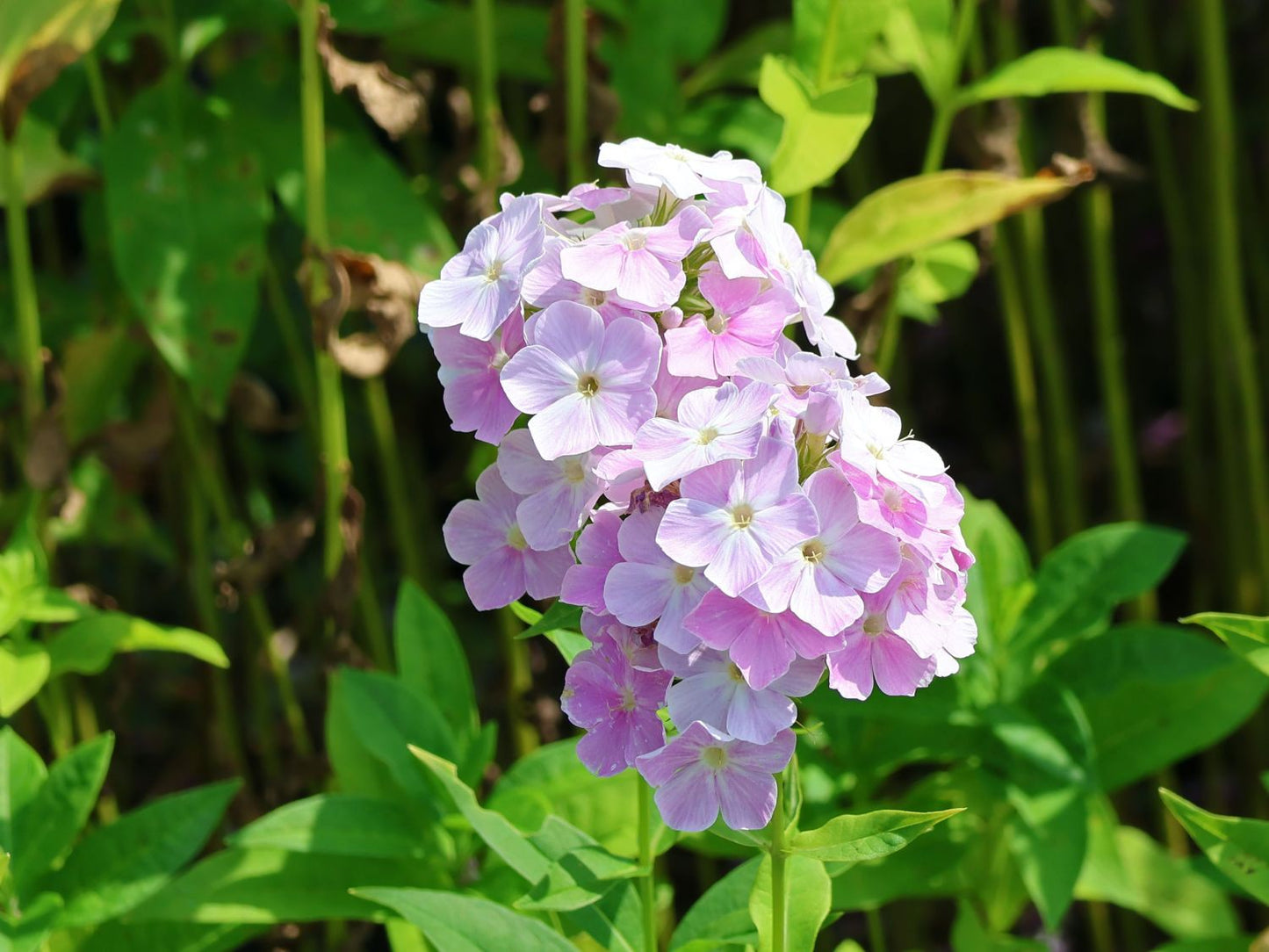 Cool Water Phlox