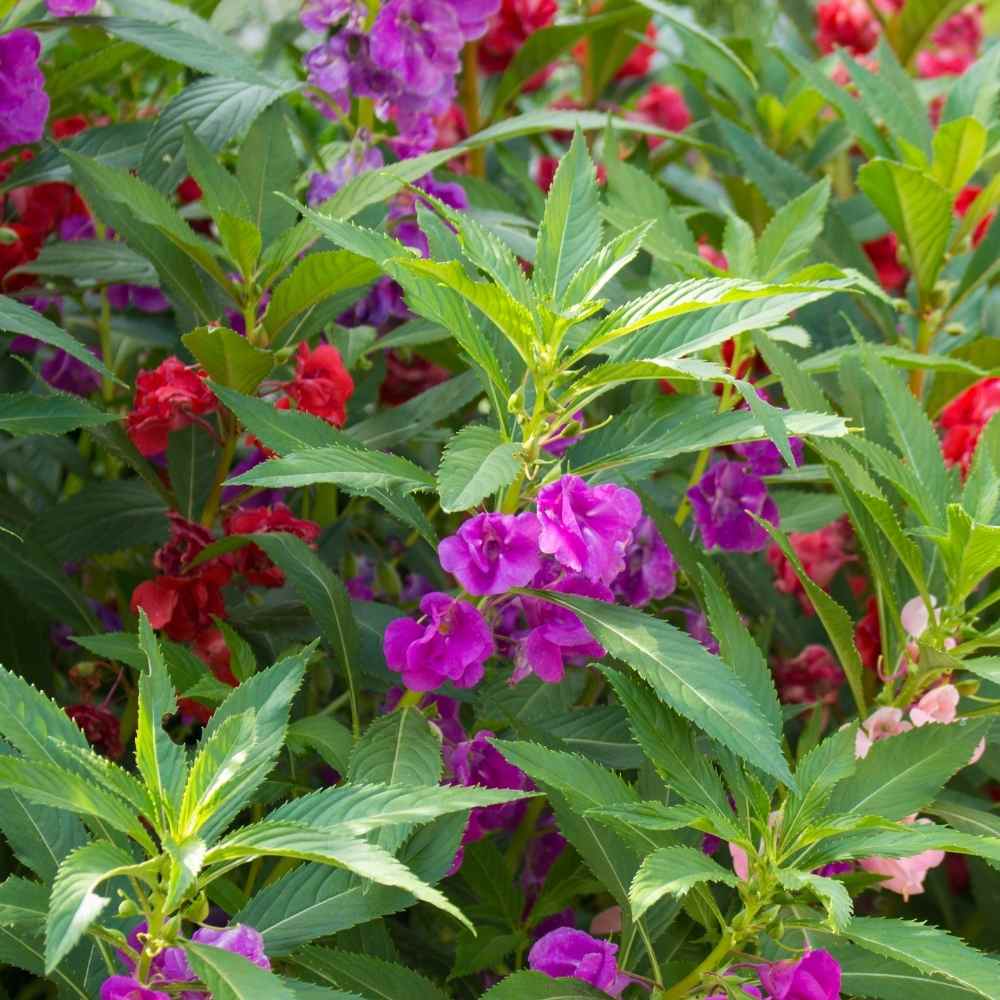 Impatiens- Tom Thumb mix (Balsam)