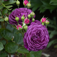 Ebb Tide Floribunda Rose