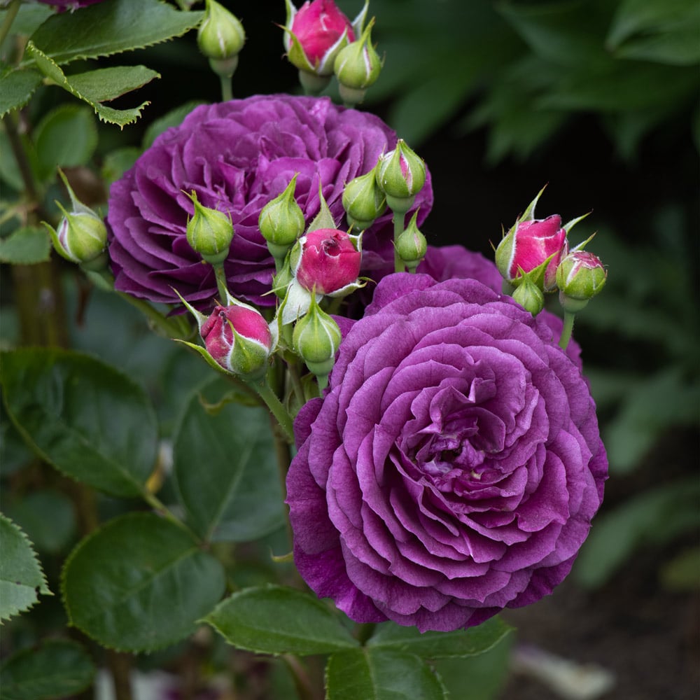 Ebb Tide Floribunda Rose