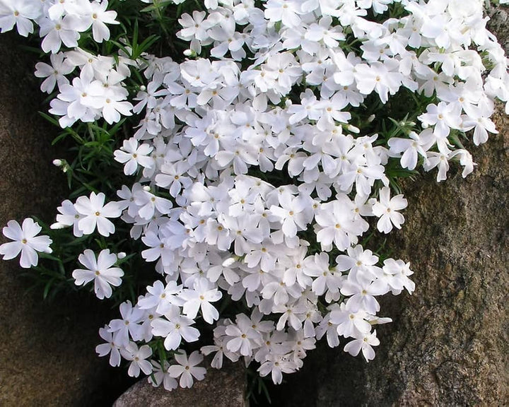Creeping White Flower Seeds for Planting – Organic, Heirloom, Non-GMO Garden Seeds