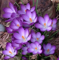Ruby Giant Snow Crocus Seeds