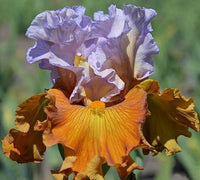 Valley of Dreams Bearded Iris