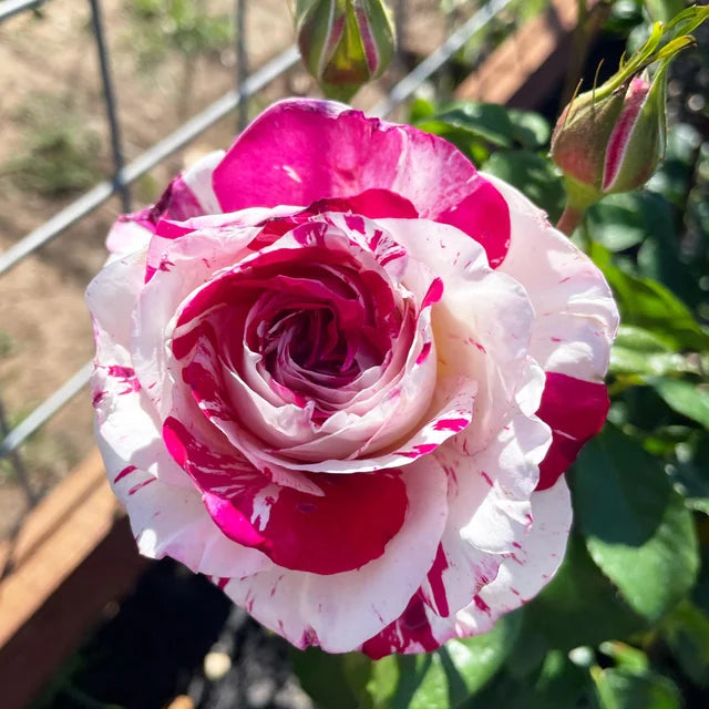Neil Diamond Hybrid Tea Rose