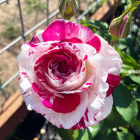 Neil Diamond Hybrid Tea Rose