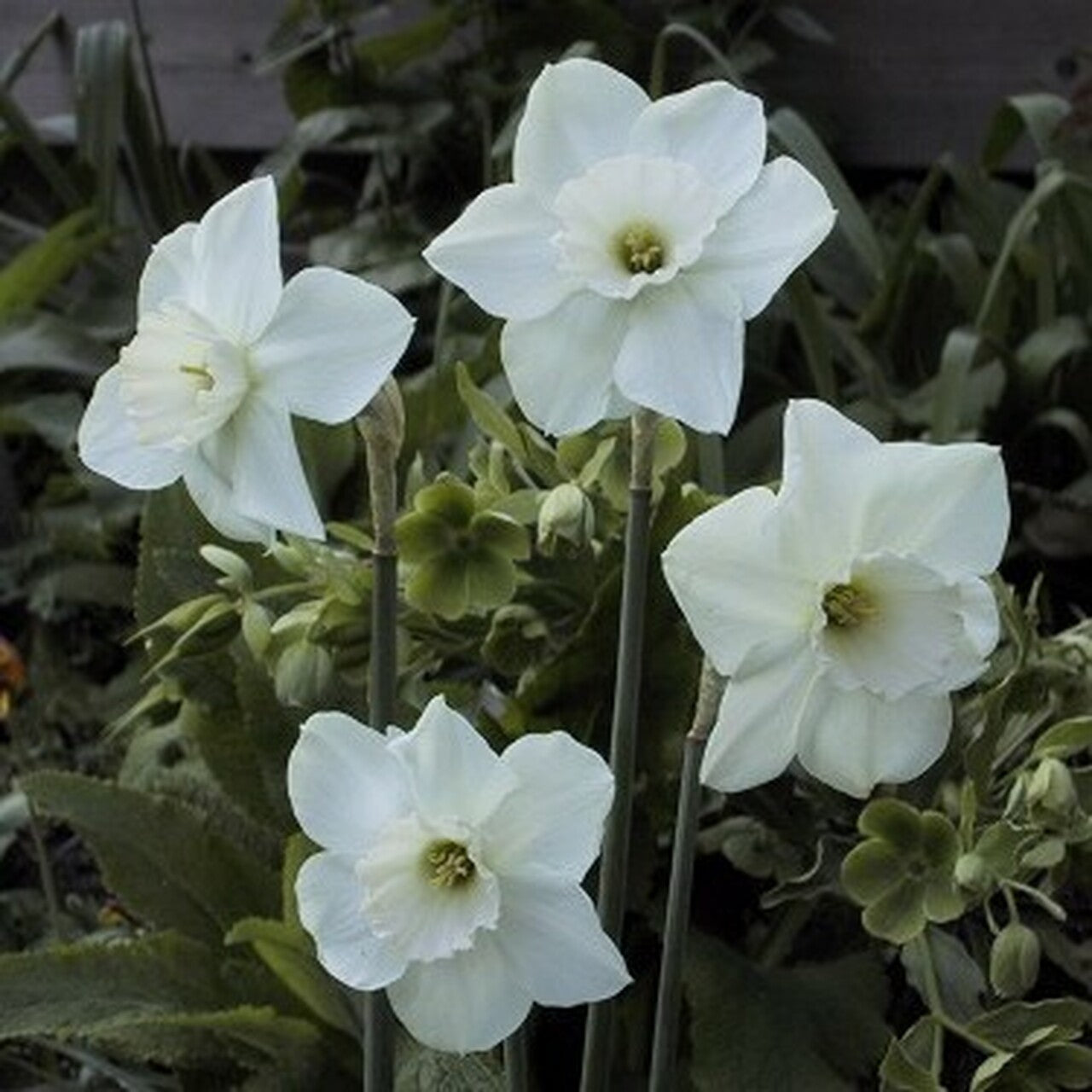 Princess Zaide Daffodil Seeds