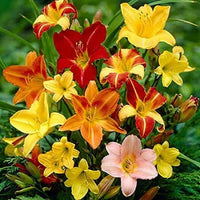 Hemerocallis Mixed Seeds for Planting – Organic, Heirloom, Non-GMO Flower Seeds